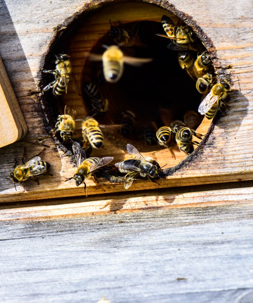 Bees & Mushrooms mykokitchen