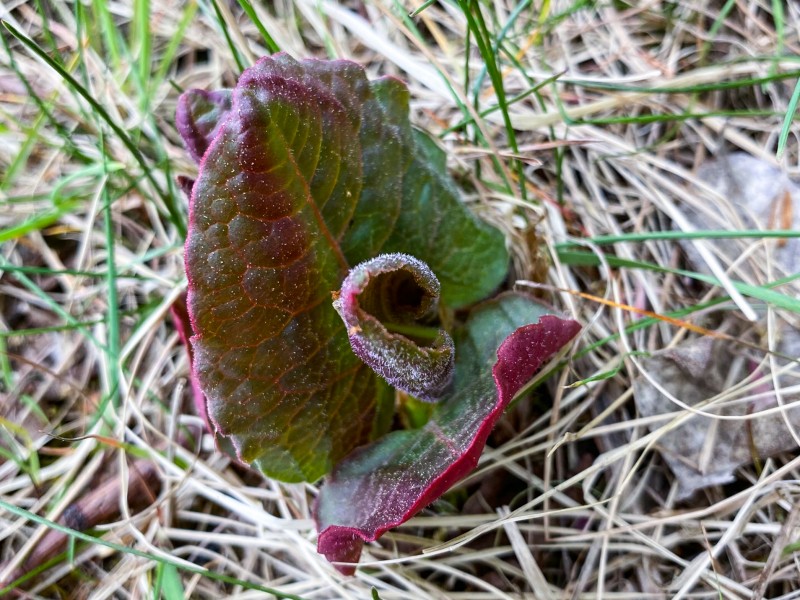 Japanischem Staudenknöterich
