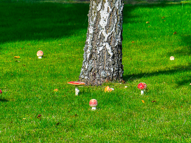 Fliegenpilz Hexenring